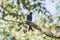 Black Drongo on a branch A small perching bird