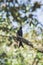 Black Drongo on a branch A small perching bird