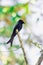 Black Drongo on a branch A small perching bird