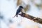 Black Drongo on a branch A small perching bird