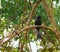 Black Drongo - Dicrurus Macrocercus - Bird sitting on a Branch of a Tree in Forest