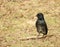 Black Drongo Dicrurus macrocercus spotted in Pench National Park, India