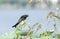 Black drongo on lotus seed