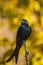 Black Drongo sitting on a twig