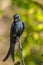 Black Drongo sitting on a twig