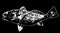 Black drum fish fishing on black background