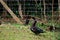 Black duck with blue details on feathers