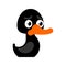 Black duck isolated. Cartoon bird vector illustration