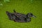 Black duck swimming in canal water covered by small greenish aquatic plant in cloudy day at Drimmelen.