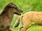 A black and a dun cloloured foal of a icelandic horse are galoping together synchronos in the meadow and are playing and tweaking