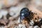 Black dung beetle