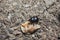 black dung beetle crawls