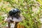 Black dung beetle crawls over a mushroom