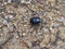 Black dung beetle in the forest