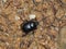 Black dung beetle in the forest