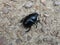 Black dung beetle in the forest