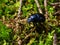 Black dung beetle in the moss