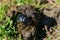 Black dung beetle, scarab beetle, Scarabaeus Ateuchetus variolosus