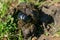 Black dung beetle, scarab beetle, Scarabaeus Ateuchetus variolosus