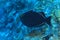 Black durgon triggerfish