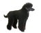 Black dwarf poodle
