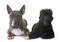 Black dwarf poodle and bull terrier
