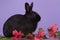 Black dwarf rabbit on purple background