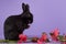 Black dwarf rabbit on a purple background