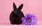 Black dwarf rabbit with purple flower