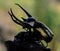 Black Dynastinae on blur backgroun