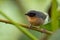 Black-eared Hemispingus - Sphenopsis melanotis