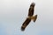 Black eared kite