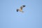 Black-eared kite in flight