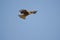 Black-eared kite in flight