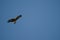 Black-eared kite in flight
