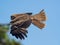 Black-eared kite in flight near Enoshima, Japan 3