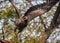 Black-eared kite launching into flight