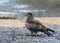 Black-eared Kite, Milvus lineatus