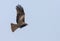 Black-eared Kite, Milvus lineatus