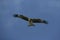 Black-eared kite, Milvus migrans lineatus