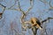 Black-eared kite preening