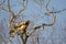 Black-eared kite shaking its plumage