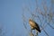 Black-eared kite on a tree