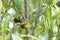 Black Eared Shrike Babbler, Pteruthius melanotis, Neora Valley National Park