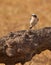 A Black-eared Wheatear on a log