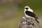 Black-eared Wheatear - Oenanthe hispanica