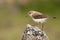 Black-eared Wheatear - Oenanthe hispanica