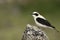 Black-eared Wheatear - Oenanthe hispanica