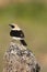 Black-eared Wheatear - Oenanthe hispanica