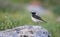 Black-eared Wheatear (Oenanthe hispanica)